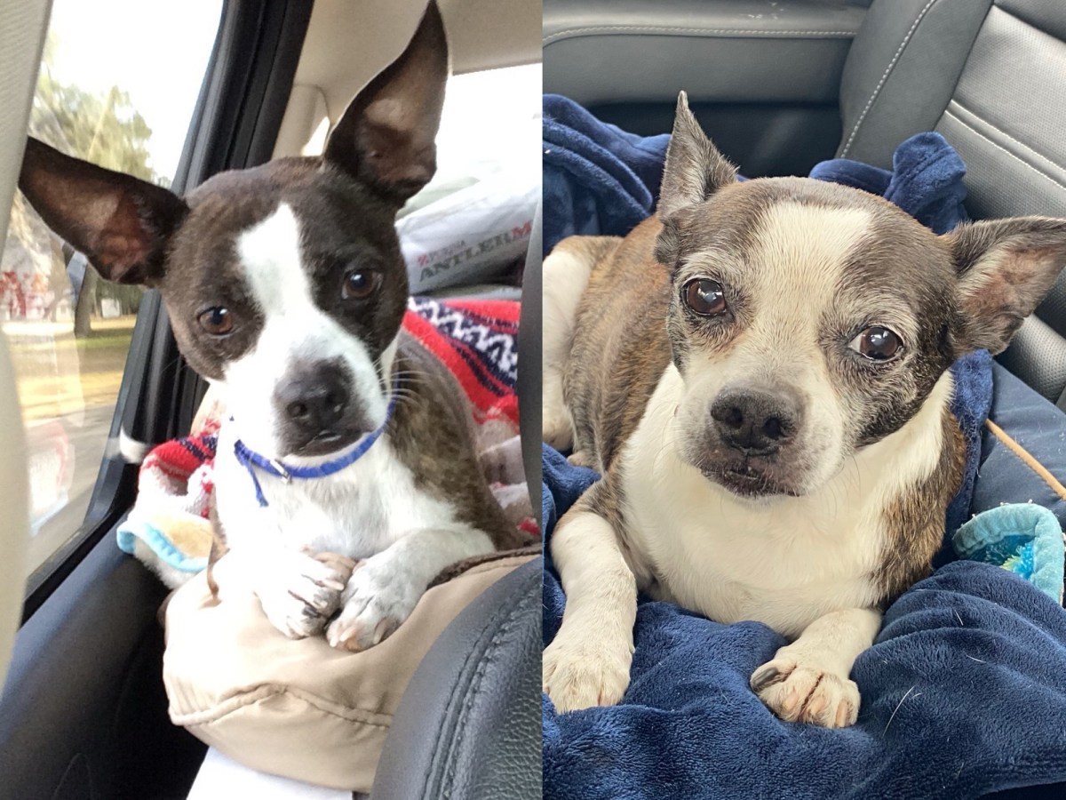 The Littlest Ranch&nbsp;Dog